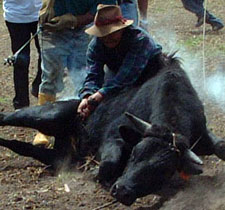 Ecuador-Highlands Riding Tours-Cotopaxi Cattle & Horse Round Up in Ecuador